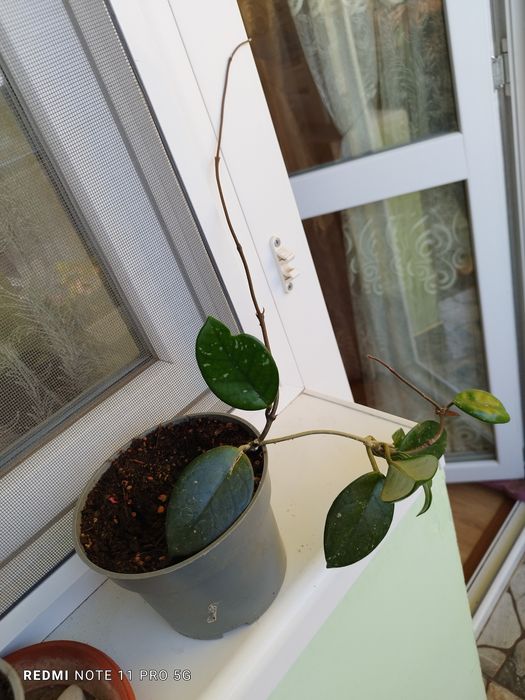 Восъчно цвете -бяло ухание