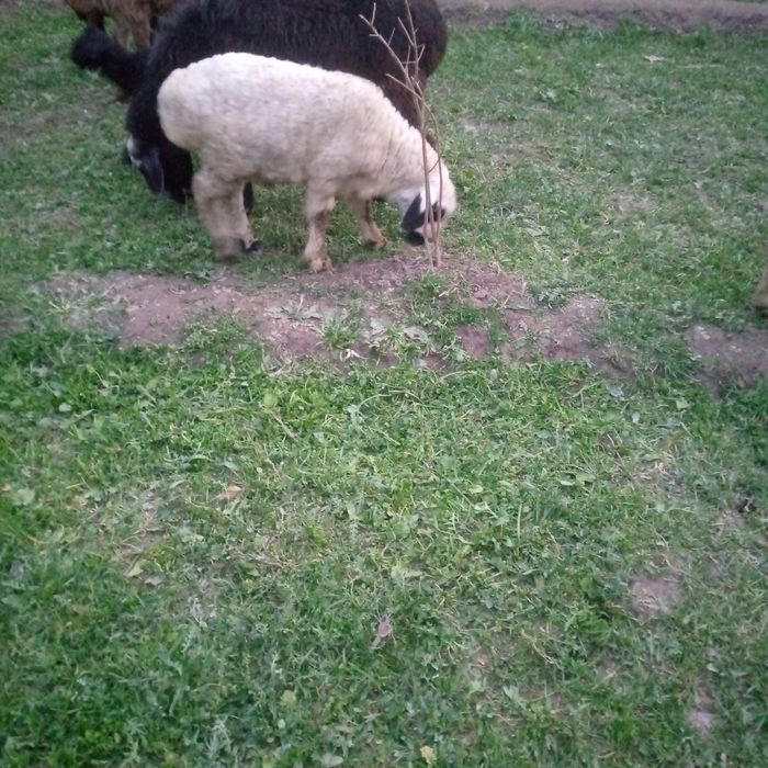 Она бола куй сотилади