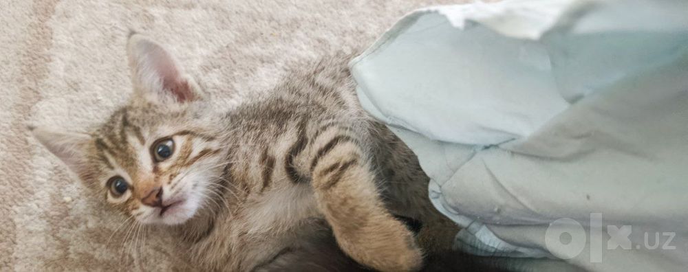 Милые котята, 1,5 месяца. Сами кушают, ходят в лоток. 
Бесплатно
