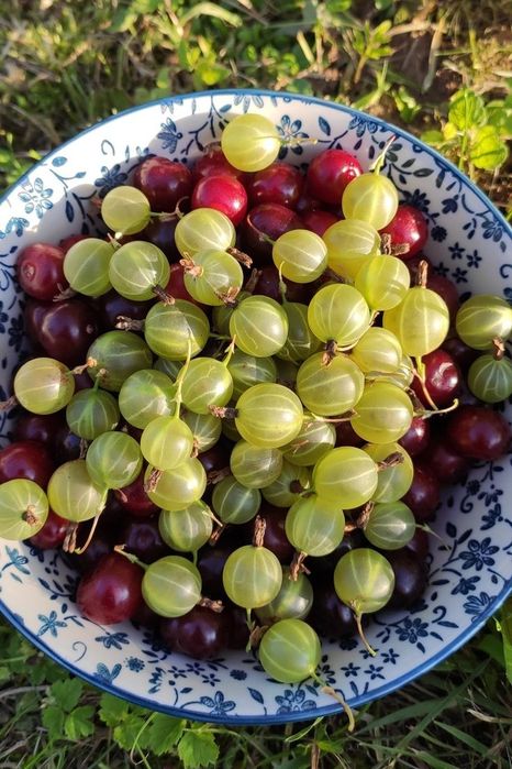 Butasi de catina, zmeura, mur, Cires Galben/pomi si arbusti fructiferi