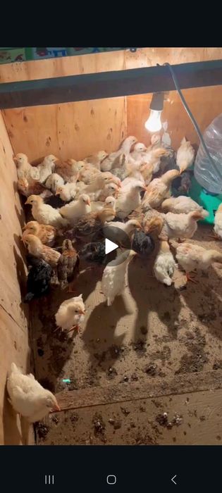 1 айдан асқан балапан сатылады
