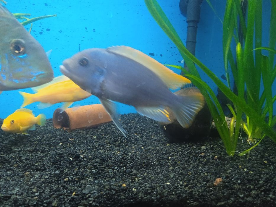 Продам цихлид 300