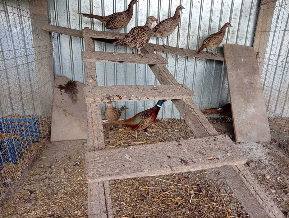 Vând fazani și potârnichii...