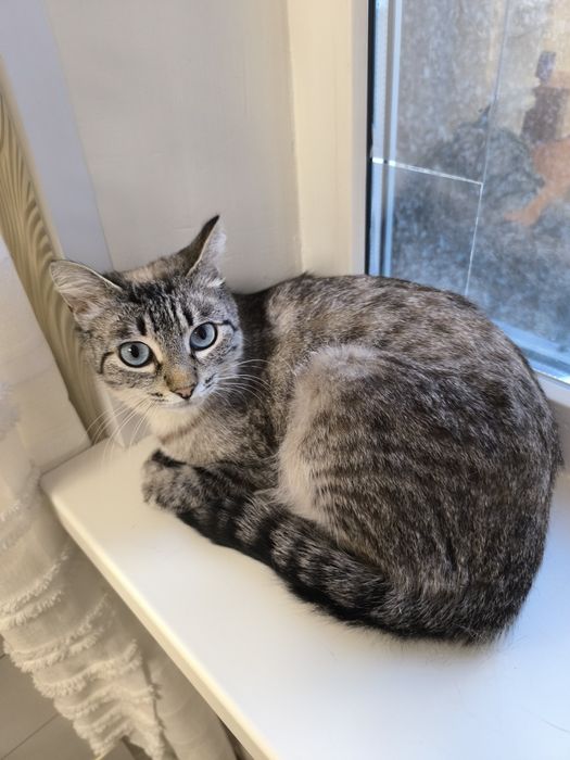 Кошка  тайская метиска