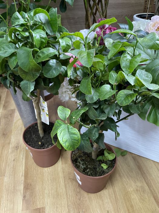 Лимон домашний