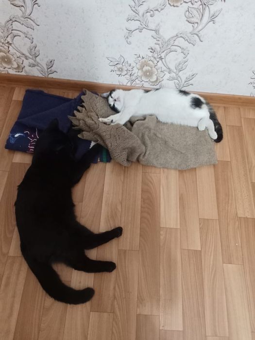 Милая кошечка. Только в добрые руки!