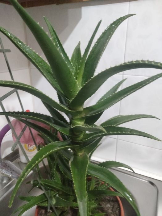 Продам алоэ пятилетний