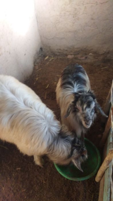 Ылаклы ешки сатылады.