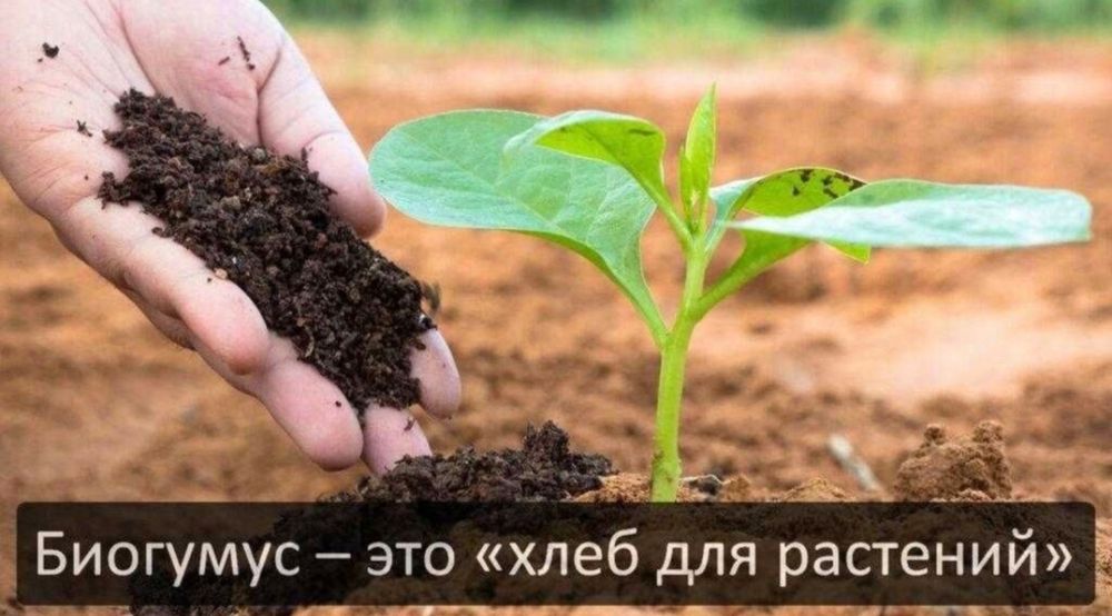 Биогумус сатылады