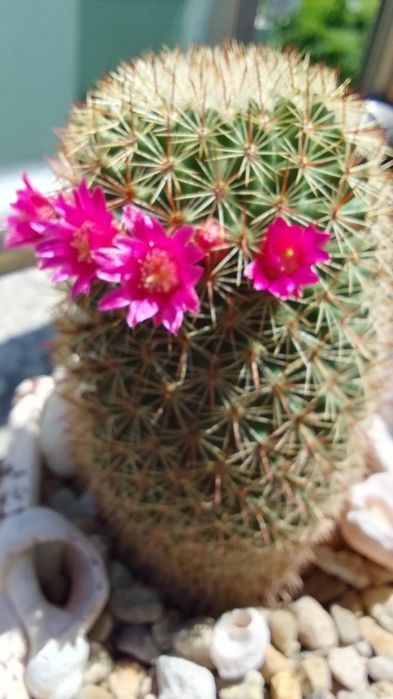 Дебелец  - Семпервивум / Кактус Мамилария