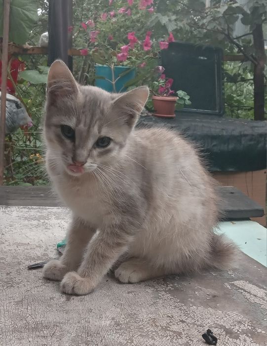 Отдам в добрые руки котика"бобтейл"помесь,2,5мес,из часн.дома