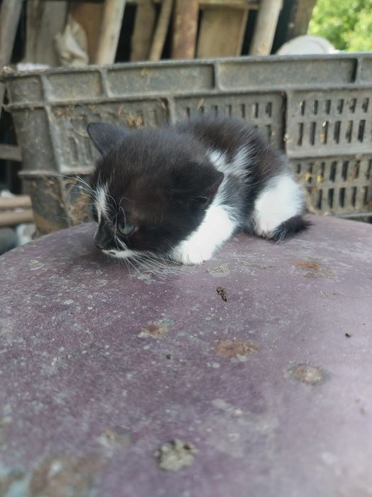 donez pisicuțe în vârsta de 2 luni