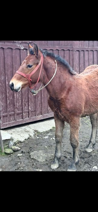 Mânz de 7 luni de vanzare