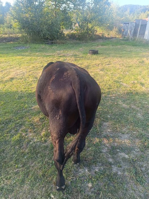 Vând Vițel rasa Angus din luna martie,pret negociabil la telefon