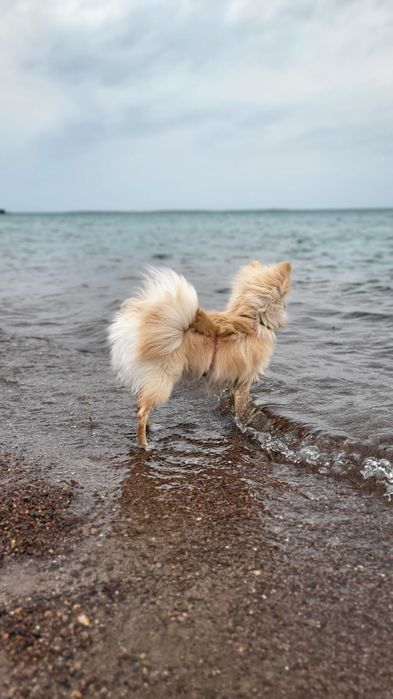 Шпиц немецкий, девочка