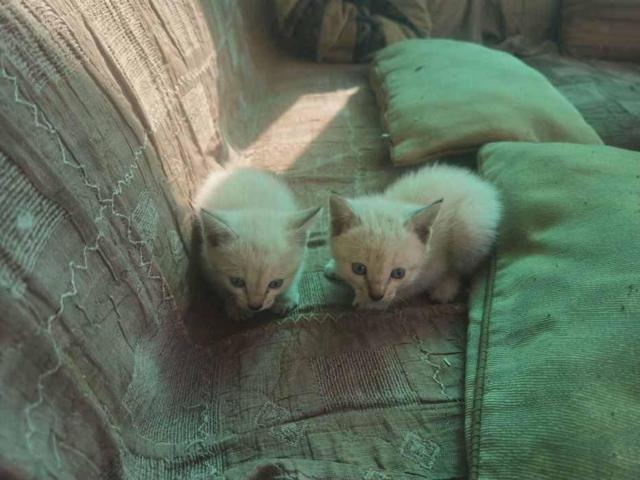 Отдам котят в надежные руки
