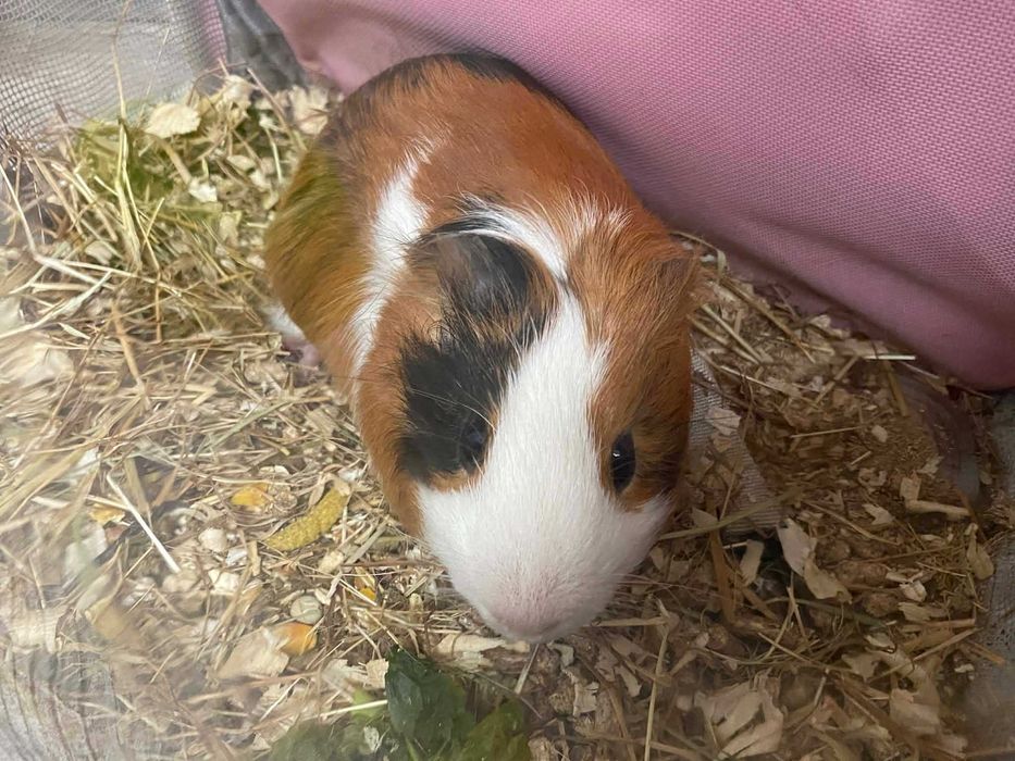 морско свинче на 5 месеца - мъжко