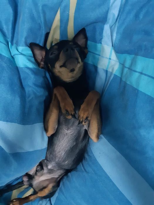 Мальчик той на вязку