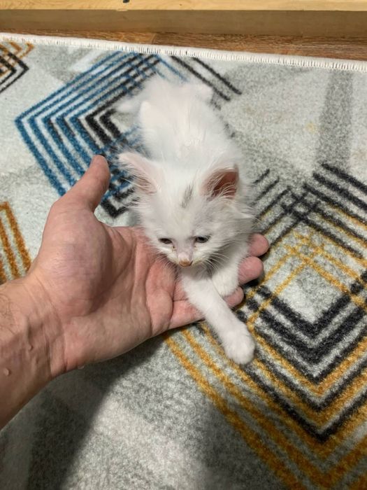 Отдам в хорошие руки белый котёнок