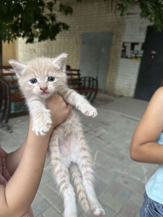 Котята ищут любящий дом