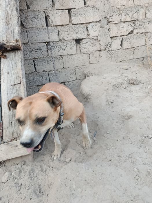 Zotdor kuchuk pitbul