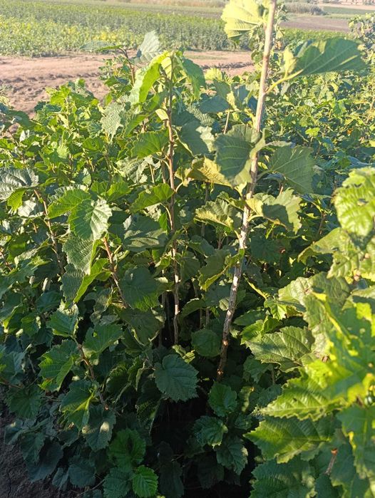 Aluni pentru plantare | 5 lei angro | 10 lei/bucată