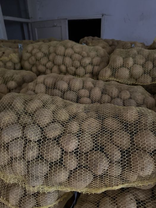 Семе за картоф Сорая/Карелиа/Агрия А клас