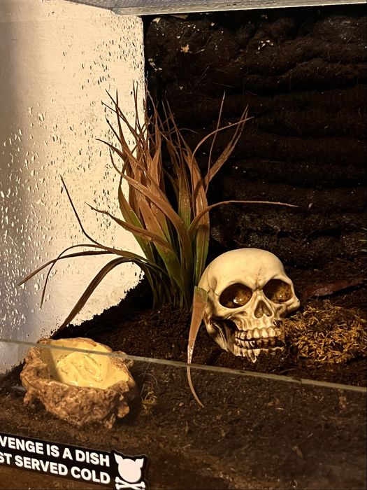 Vand tarantula Pterinochilus Murinus + terariu