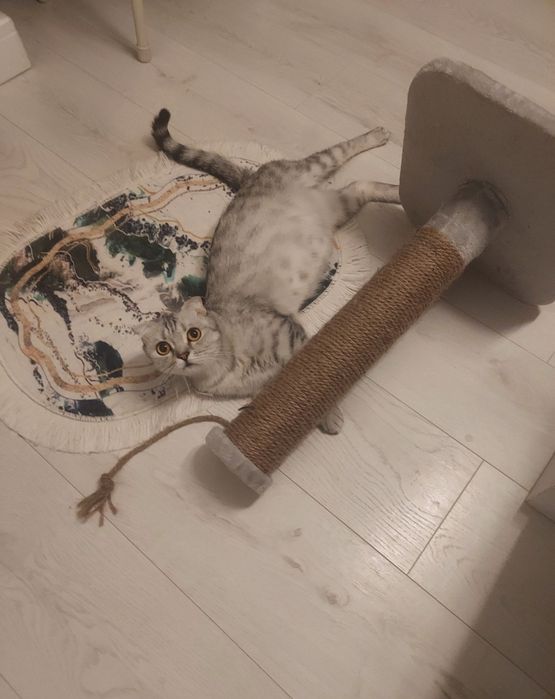 Котёнку 2,5 месяца