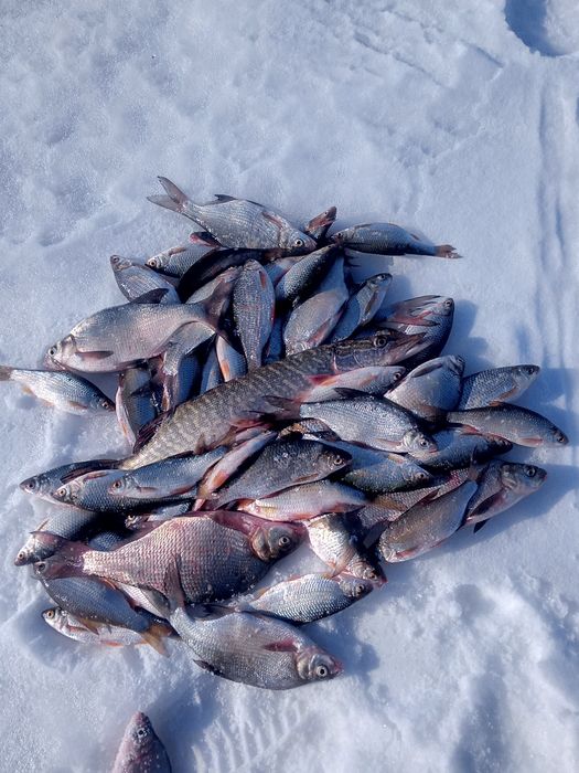 Вяленая рыба плотва