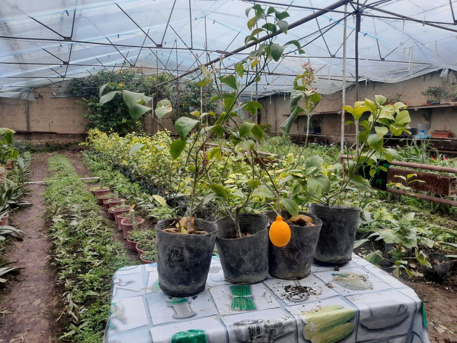 Лимон кучатлари сотилади