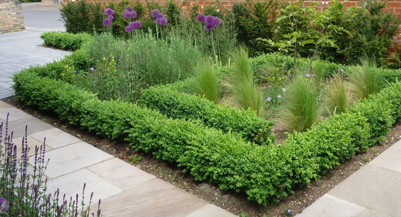 PRODUCATOR Arbusti Buxus sempervirens,ligustrum,Tuia, plante Gard Viu