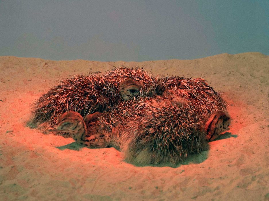 Pui de Struti Negru African