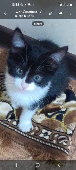 Котята, мальчик и девочка