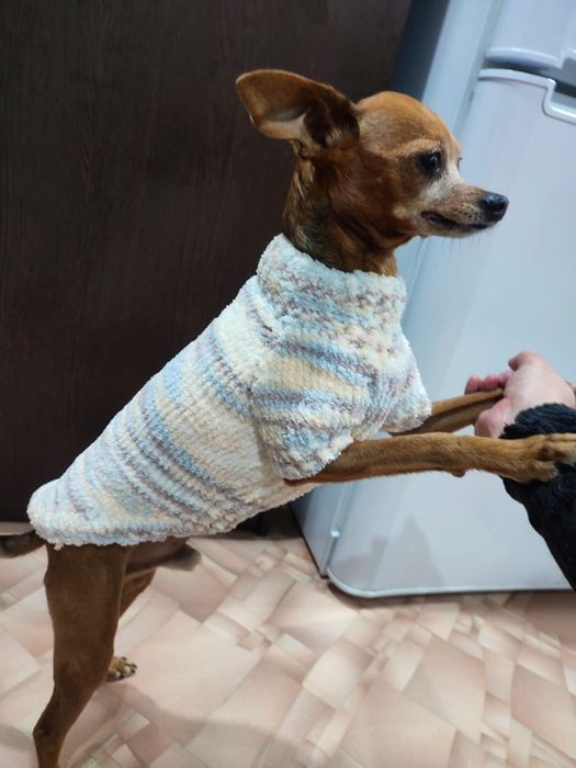 Одежда для животных