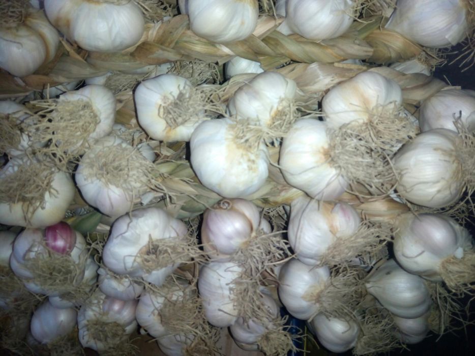 Sireaguri Usturoi de Copălău românesc