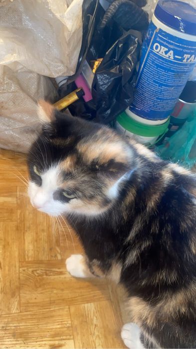 Котики и кошки мышелоы