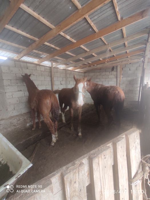 3 бас тай сатылады