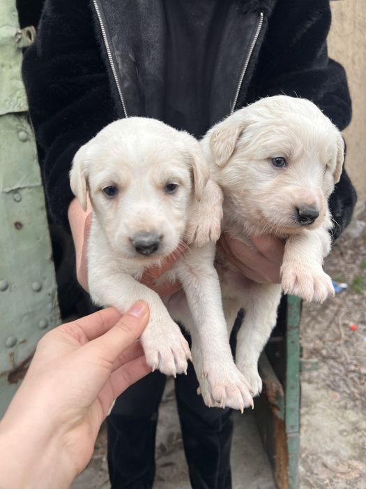 Отдам в хорошие руки