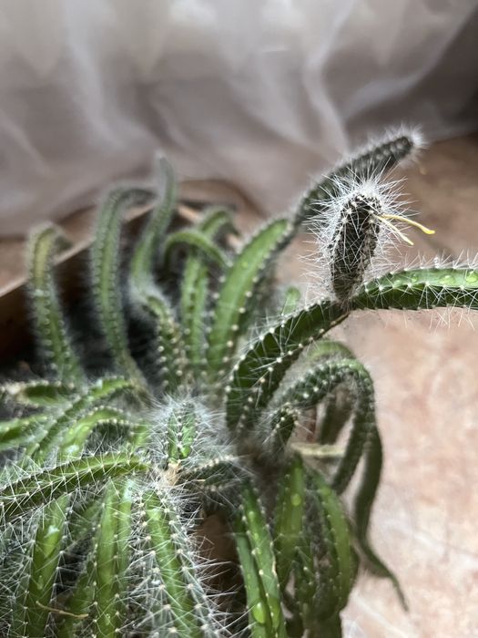 Кактус гилоцереус