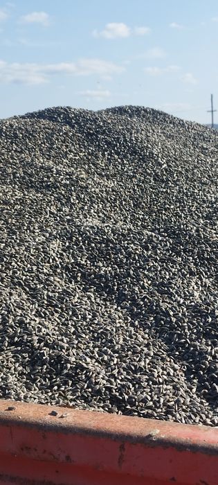 Porumb boabe  și floarea soarelui