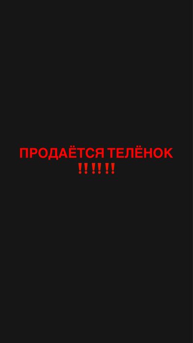 Продаётся телёнок.