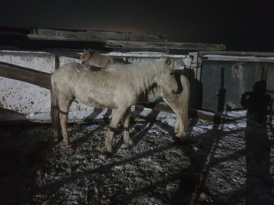 Продам 2 байтал с откорма