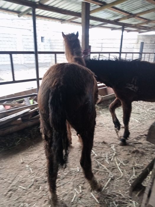 Бір жасар тайлар сатылады.