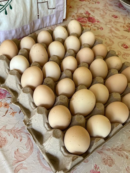 Ouă  de găini de vânzare