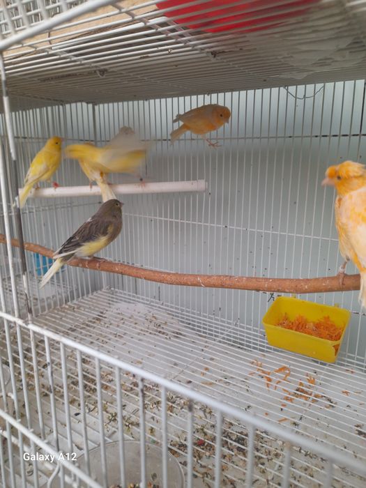 Хар хил рангли канарейкалар сотилади.