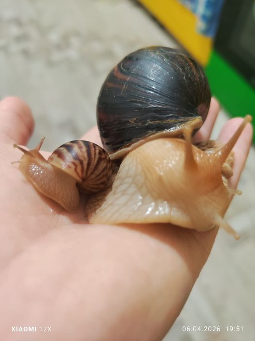 Улитки сухопутные Ахатины