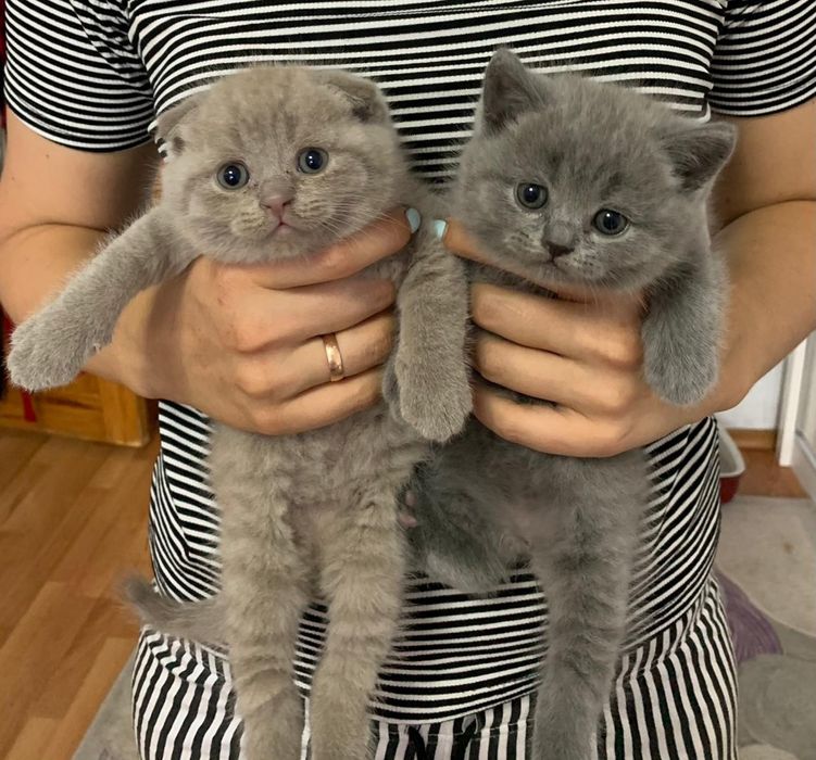 Вислоушки Нежные Плюшки.
