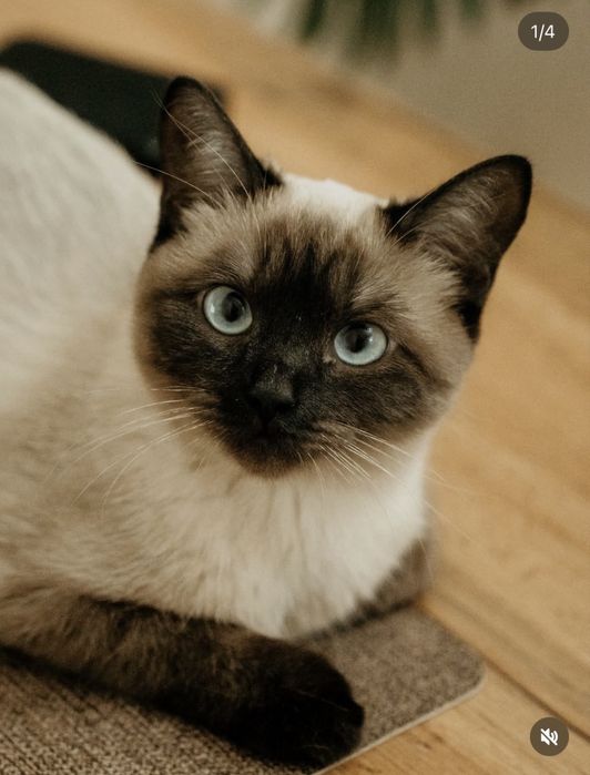 Сиамска кошка бесплатно