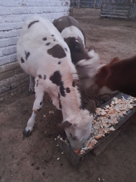 Продам бычков 3 головы